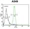 Follistatin-related protein 1 antibody, abx025769, Abbexa, Western Blot image 