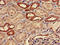 Alcohol Dehydrogenase 5 (Class III), Chi Polypeptide antibody, LS-C498303, Lifespan Biosciences, Immunohistochemistry frozen image 