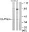 ELAV Like RNA Binding Protein 2 antibody, abx013443, Abbexa, Western Blot image 