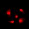 Acidic Nuclear Phosphoprotein 32 Family Member A antibody, orb74505, Biorbyt, Immunofluorescence image 