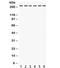 CD49D antibody, R31960, NSJ Bioreagents, Western Blot image 