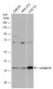 CD207 Molecule antibody, GTX116461, GeneTex, Western Blot image 