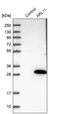 ARLTS1 antibody, PA5-59327, Invitrogen Antibodies, Western Blot image 