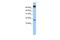 FUN14 Domain Containing 1 antibody, GTX45570, GeneTex, Western Blot image 