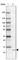 Mitogen-activated protein kinase scaffold protein 1 antibody, HPA026858, Atlas Antibodies, Western Blot image 