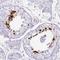 Spermatid nuclear transition protein 1 antibody, NBP2-30567, Novus Biologicals, Immunohistochemistry frozen image 