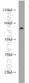 Cleavage Stimulation Factor Subunit 1 antibody, 10064-2-AP, Proteintech Group, Western Blot image 