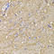 Potassium Voltage-Gated Channel Subfamily D Member 3 antibody, LS-C348991, Lifespan Biosciences, Immunohistochemistry paraffin image 
