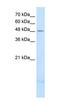 Pleckstrin And Sec7 Domain Containing 3 antibody, orb325012, Biorbyt, Western Blot image 