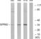 G Protein-Coupled Receptor 82 antibody, abx015331, Abbexa, Western Blot image 