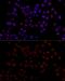 Heterogeneous Nuclear Ribonucleoprotein L antibody, GTX65923, GeneTex, Immunofluorescence image 