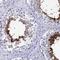 Heat Shock Protein Family A (Hsp70) Member 1 Like antibody, NBP1-92012, Novus Biologicals, Immunohistochemistry frozen image 