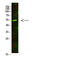 Arginine Vasopressin Receptor 1A antibody, STJ99338, St John