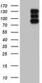Histone Deacetylase 4 antibody, TA805010S, Origene, Western Blot image 