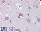LDOC1 Regulator Of NFKB Signaling antibody, LS-B3527, Lifespan Biosciences, Immunohistochemistry paraffin image 