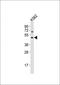 Solute Carrier Family 30 Member 1 antibody, orb2481, Biorbyt, Western Blot image 