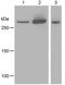 Inositol 1,4,5-Trisphosphate Receptor Type 1 antibody, ab125076, Abcam, Western Blot image 