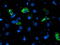 NADH:Ubiquinone Oxidoreductase Subunit A5 antibody, LS-C797489, Lifespan Biosciences, Immunofluorescence image 