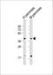 GDP-Mannose Pyrophosphorylase B antibody, 61-267, ProSci, Western Blot image 