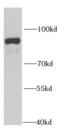 Protein Tyrosine Phosphatase Receptor Type E antibody, FNab06944, FineTest, Western Blot image 