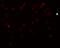 Thyroid receptor-interacting protein 6 antibody, 6001, ProSci, Immunofluorescence image 