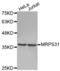 Mitochondrial Ribosomal Protein S31 antibody, abx003272, Abbexa, Western Blot image 