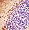 Serine/Threonine Kinase 32B antibody, LS-C164583, Lifespan Biosciences, Immunohistochemistry frozen image 