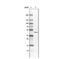 Citrate synthase, mitochondrial antibody, NBP2-36774, Novus Biologicals, Western Blot image 