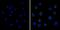 Integrin Subunit Beta 2 antibody, MA1810, Invitrogen Antibodies, Immunofluorescence image 