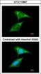 FMR1 Autosomal Homolog 1 antibody, GTX113867, GeneTex, Immunofluorescence image 