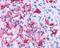 Frizzled Class Receptor 4 antibody, NLS4577, Novus Biologicals, Immunohistochemistry frozen image 