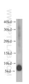 Dapit antibody, 17716-1-AP, Proteintech Group, Western Blot image 