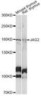 Jagged Canonical Notch Ligand 2 antibody, LS-C749252, Lifespan Biosciences, Western Blot image 