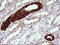 Tripartite Motif Containing 45 antibody, LS-C787928, Lifespan Biosciences, Immunohistochemistry frozen image 