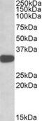 TOR Signaling Pathway Regulator antibody, MBS422280, MyBioSource, Western Blot image 