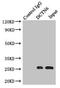 Dynactin Subunit 6 antibody, LS-C675628, Lifespan Biosciences, Immunoprecipitation image 