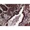 CD63 Molecule antibody, LS-C387289, Lifespan Biosciences, Immunohistochemistry paraffin image 