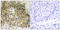 Integrin Subunit Beta 1 antibody, LS-C199124, Lifespan Biosciences, Immunohistochemistry frozen image 