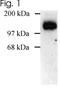 Disks large homolog 1 antibody, NBP2-22474, Novus Biologicals, Western Blot image 