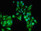 Secreted frizzled-related protein 2 antibody, LS-C679448, Lifespan Biosciences, Immunofluorescence image 