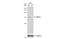 Signal Recognition Particle 14 antibody, NBP1-32034, Novus Biologicals, Western Blot image 