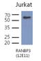 RAN Binding Protein 3 antibody, NBP2-42672, Novus Biologicals, Western Blot image 