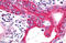 Growth Hormone Releasing Hormone Receptor antibody, MBS247312, MyBioSource, Immunohistochemistry frozen image 