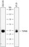 Tetraspanin 8 antibody, MAB4734, R&D Systems, Western Blot image 