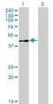 ETS Transcription Factor ELK3 antibody, LS-C197129, Lifespan Biosciences, Western Blot image 