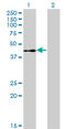 ETS domain-containing protein Elk-3 antibody, LS-C197129, Lifespan Biosciences, Western Blot image 