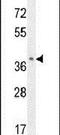 Olfactory Receptor Family 8 Subfamily B Member 8 antibody, PA5-24348, Invitrogen Antibodies, Western Blot image 