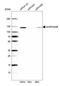 SH3 And PX Domains 2B antibody, HPA036471, Atlas Antibodies, Western Blot image 