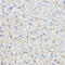 CDw293 antibody, 18-442, ProSci, Immunohistochemistry paraffin image 