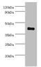 Somatostatin Receptor 4 antibody, LS-C376689, Lifespan Biosciences, Western Blot image 